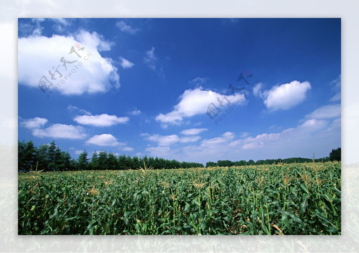 玉米田风景图片