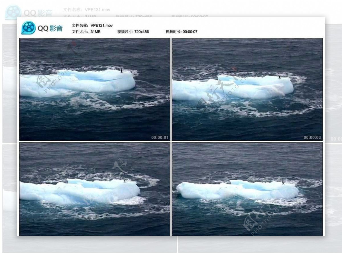 浮冰上的企鹅视频实拍素材