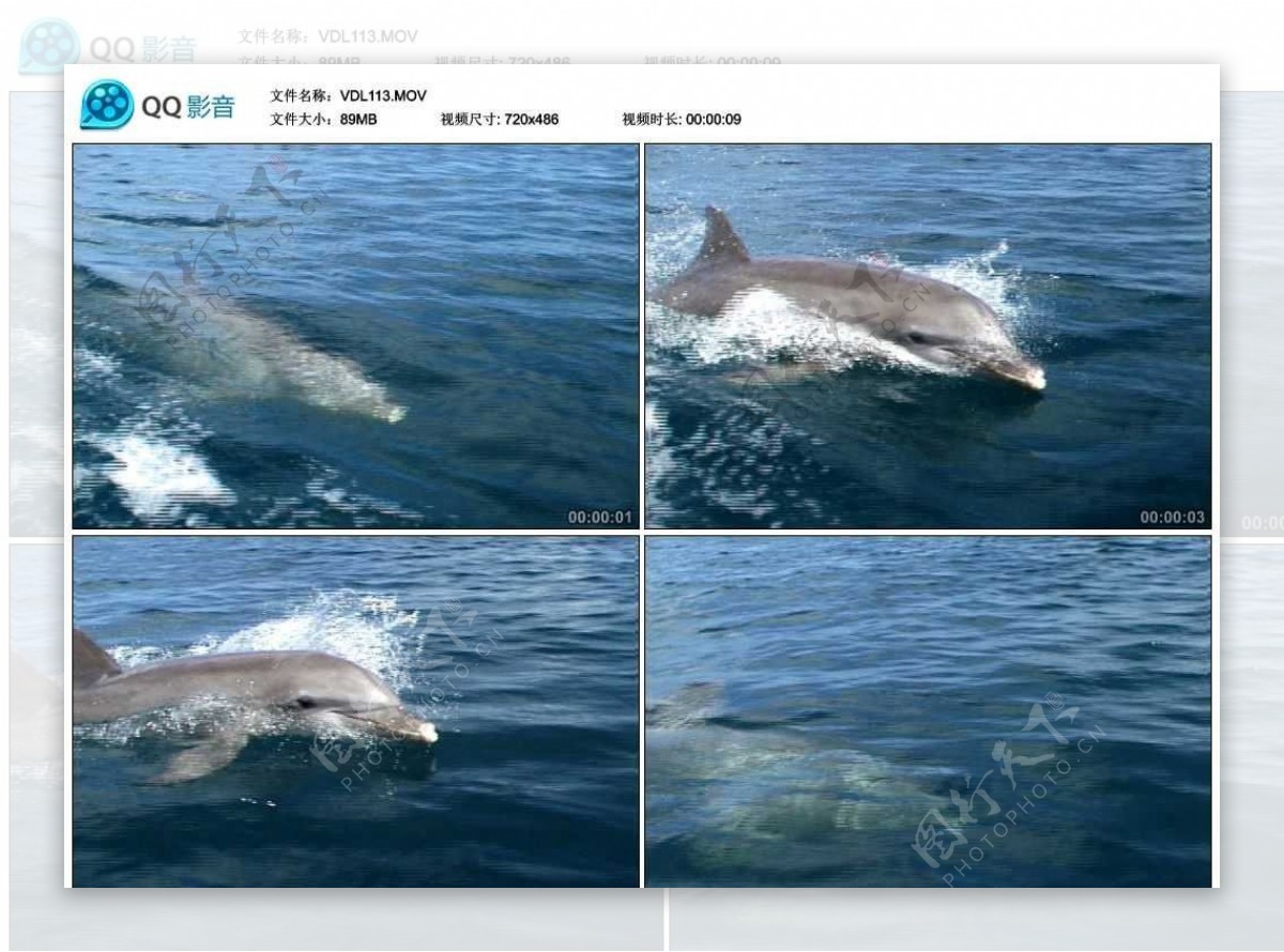 大海海豚视频实拍素材