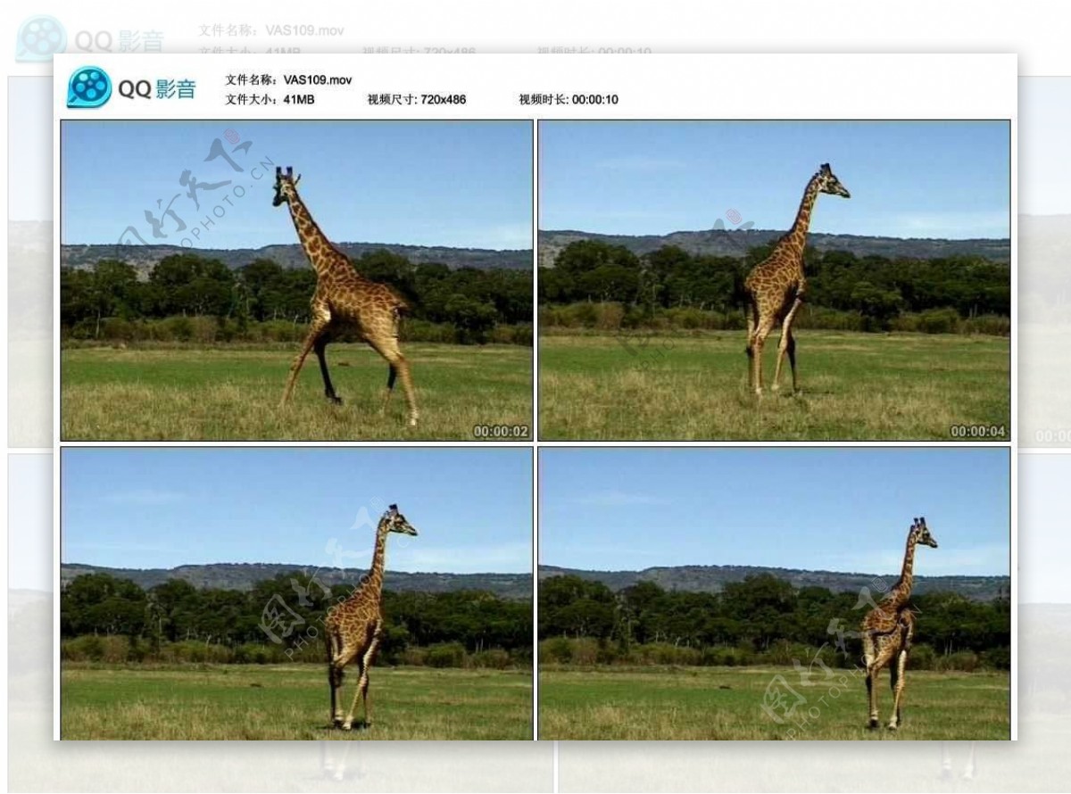 非洲长颈鹿动物视频实拍素材