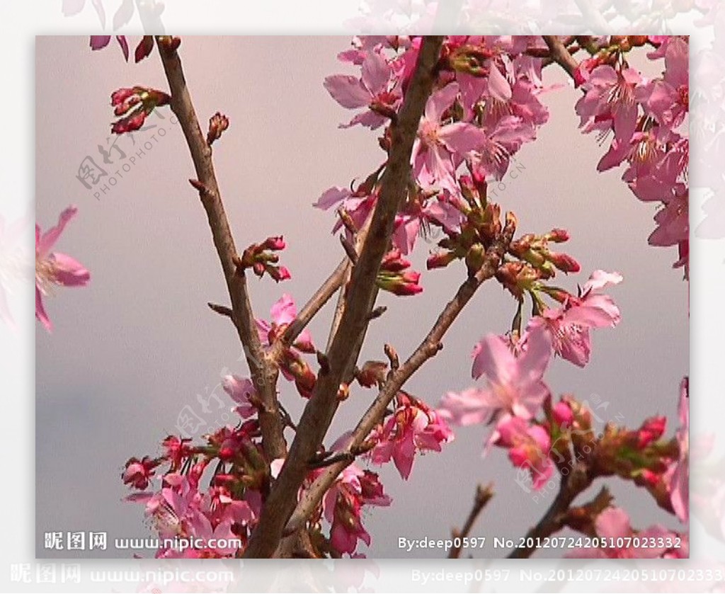 夕阳下的桃花