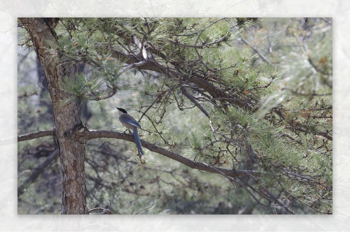 松树鸟图片
