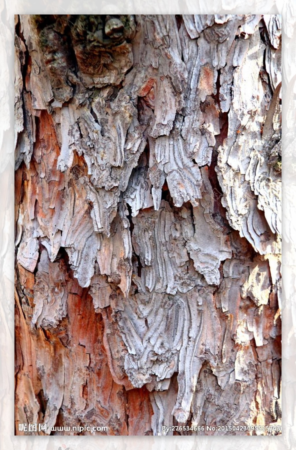 松树树皮图片