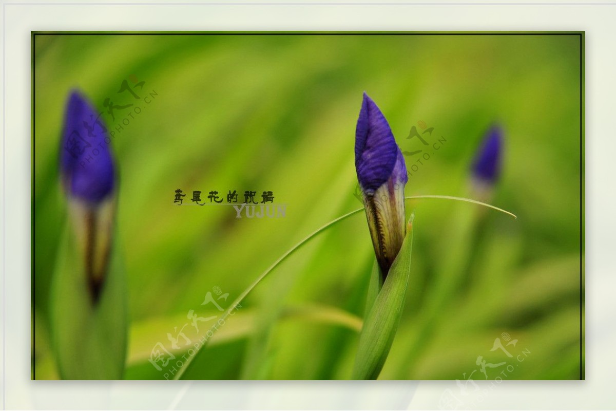 紫鸢花图片