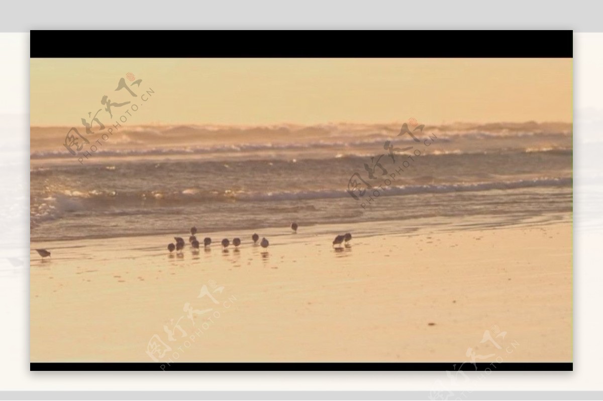 海滩水鸟视频素材