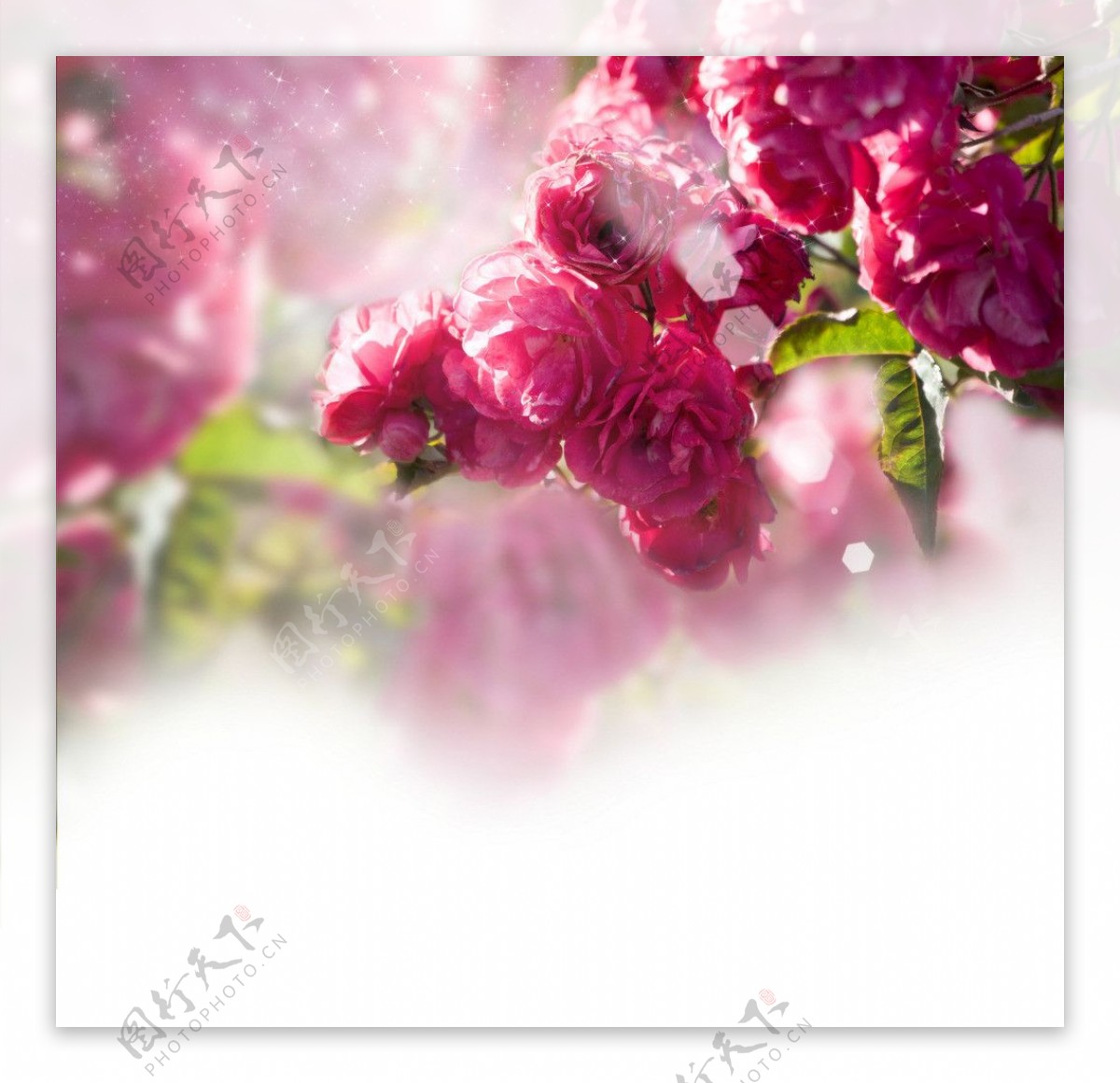 梦幻玫瑰花卉背景图片