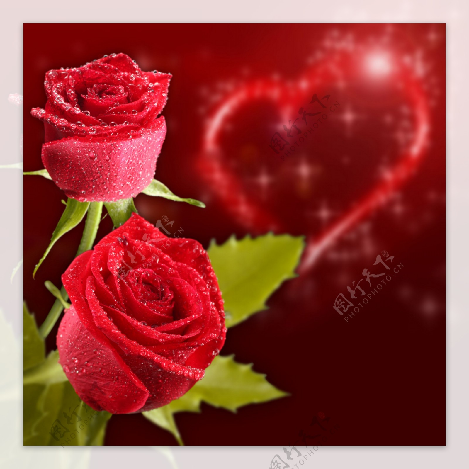 心形和红玫瑰图片
