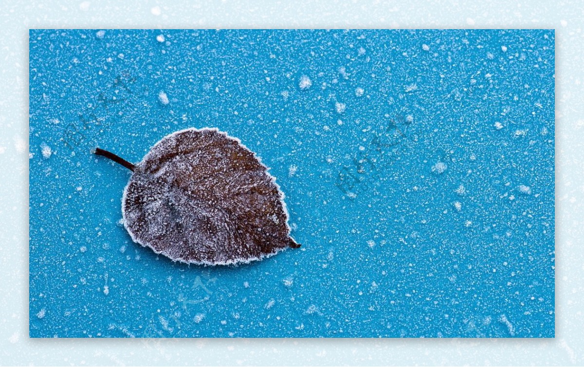冰霜183树叶图片