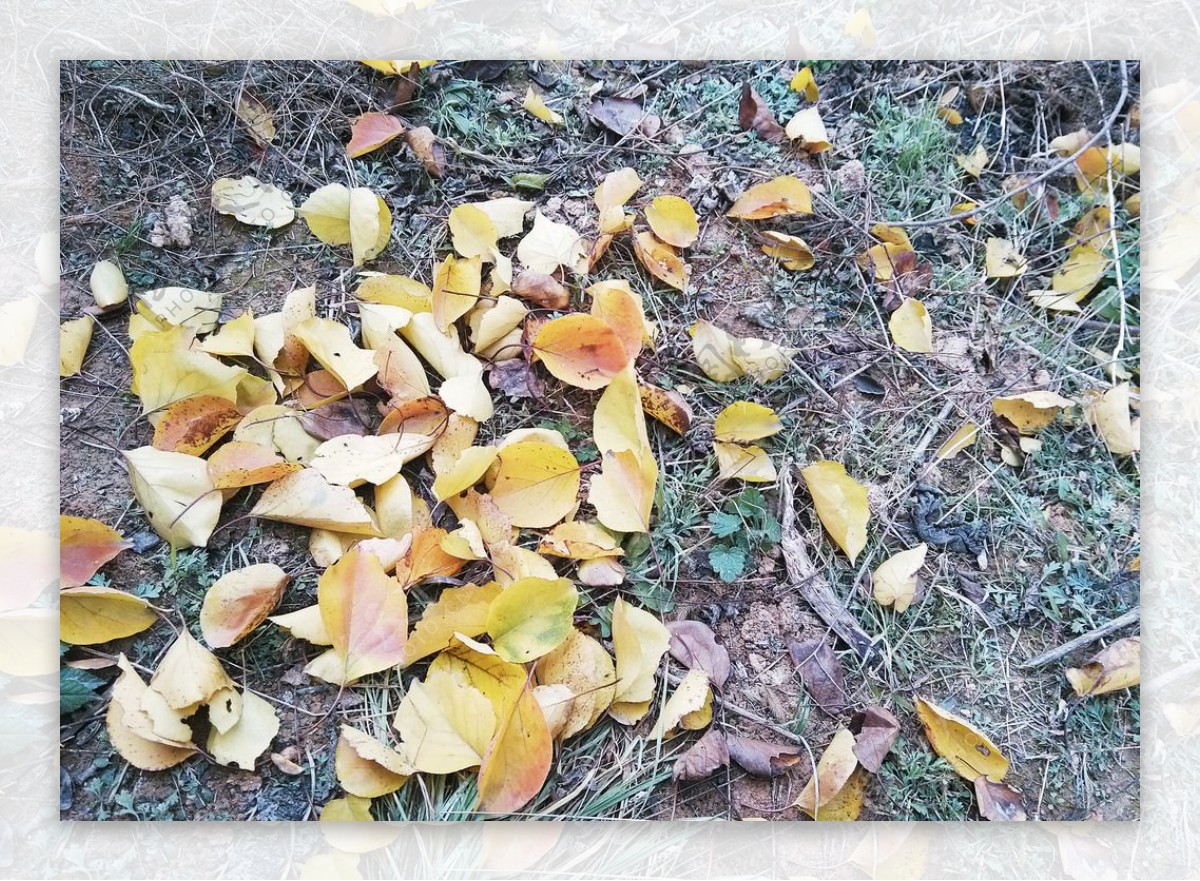 落叶黄叶秋天图片