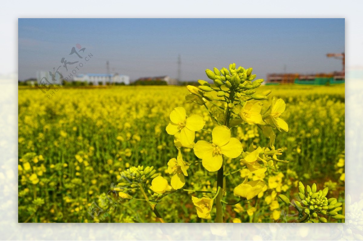 油菜花图片