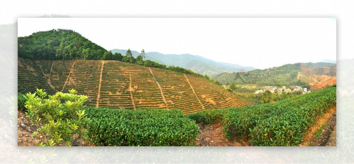 柏塘船头坝茶园图片