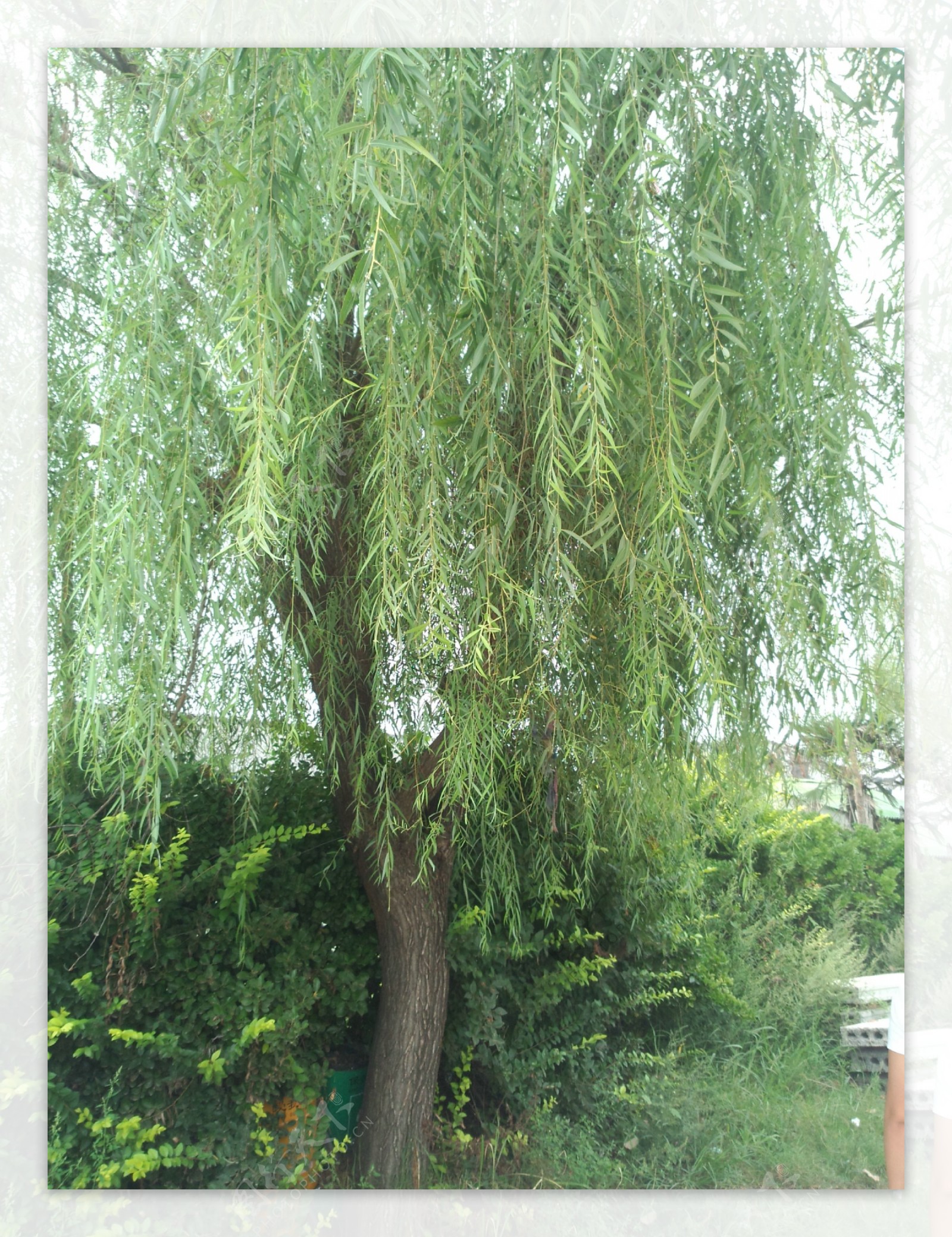 垂柳树图片