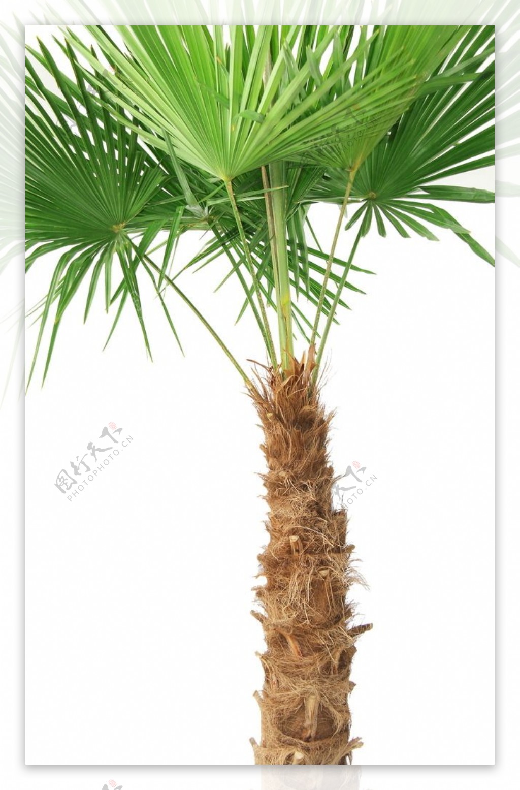 绿色棕榈树图片