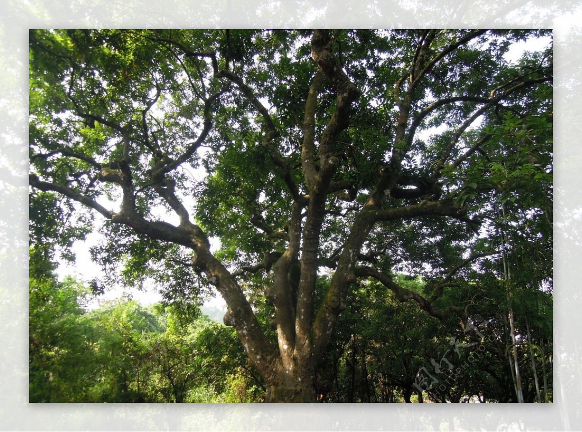百年乌榄树图片