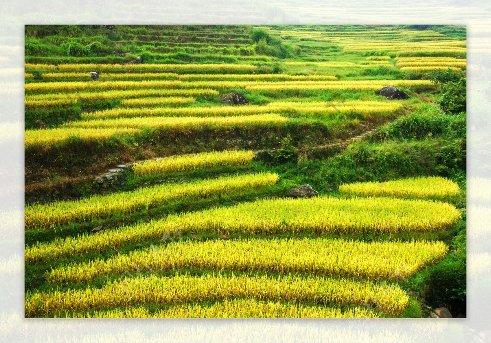 土楼稻田风光图片