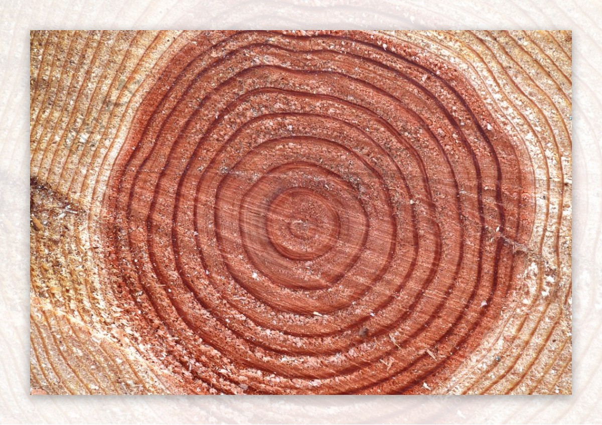 树木纹理年轮图片