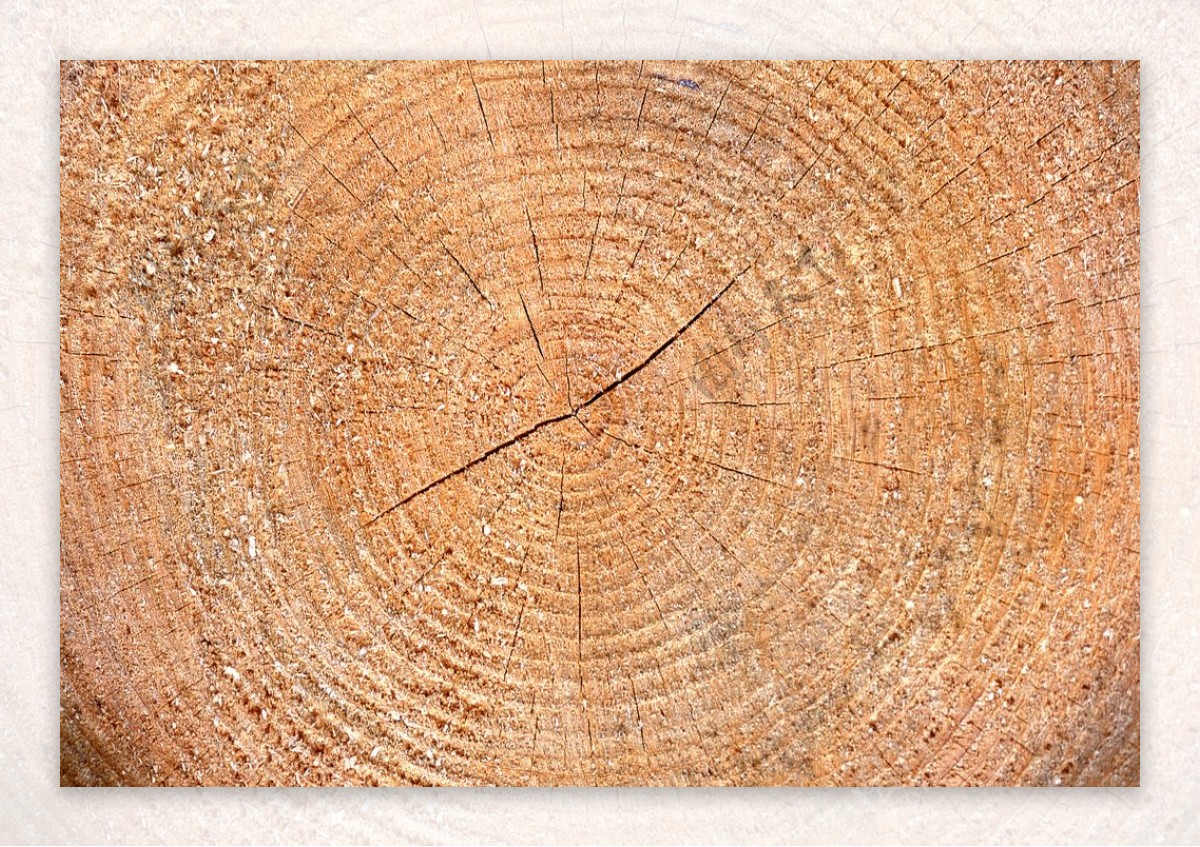树木纹理年轮图片