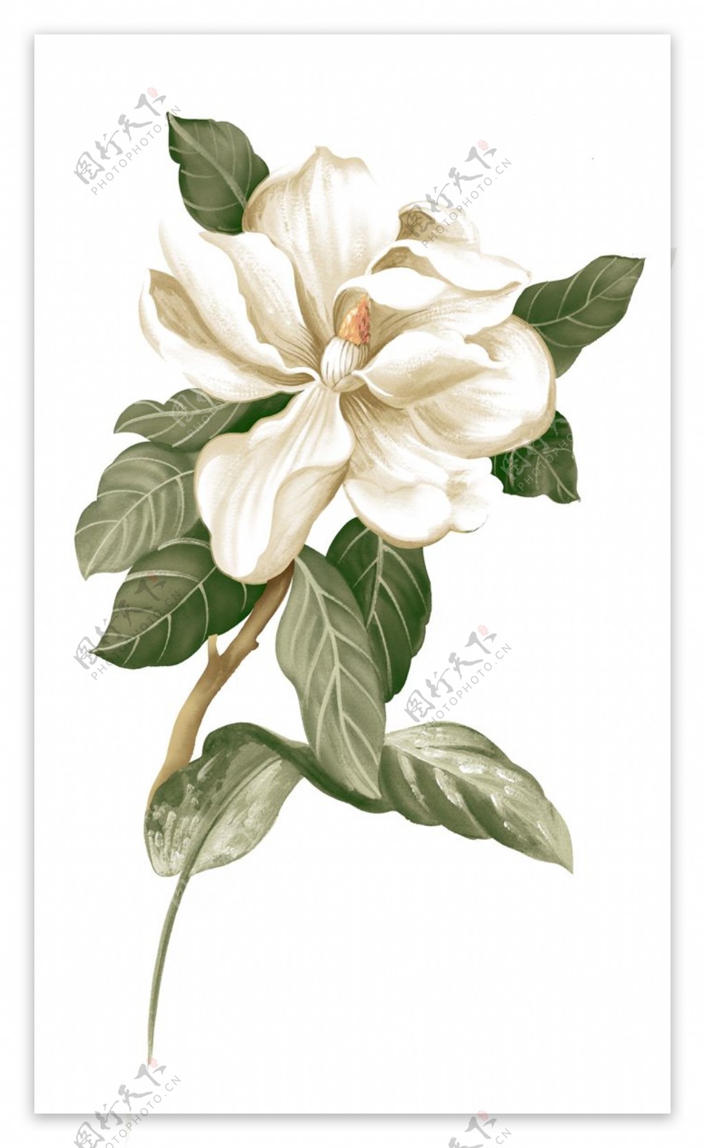 白色富贵大花朵素材图片