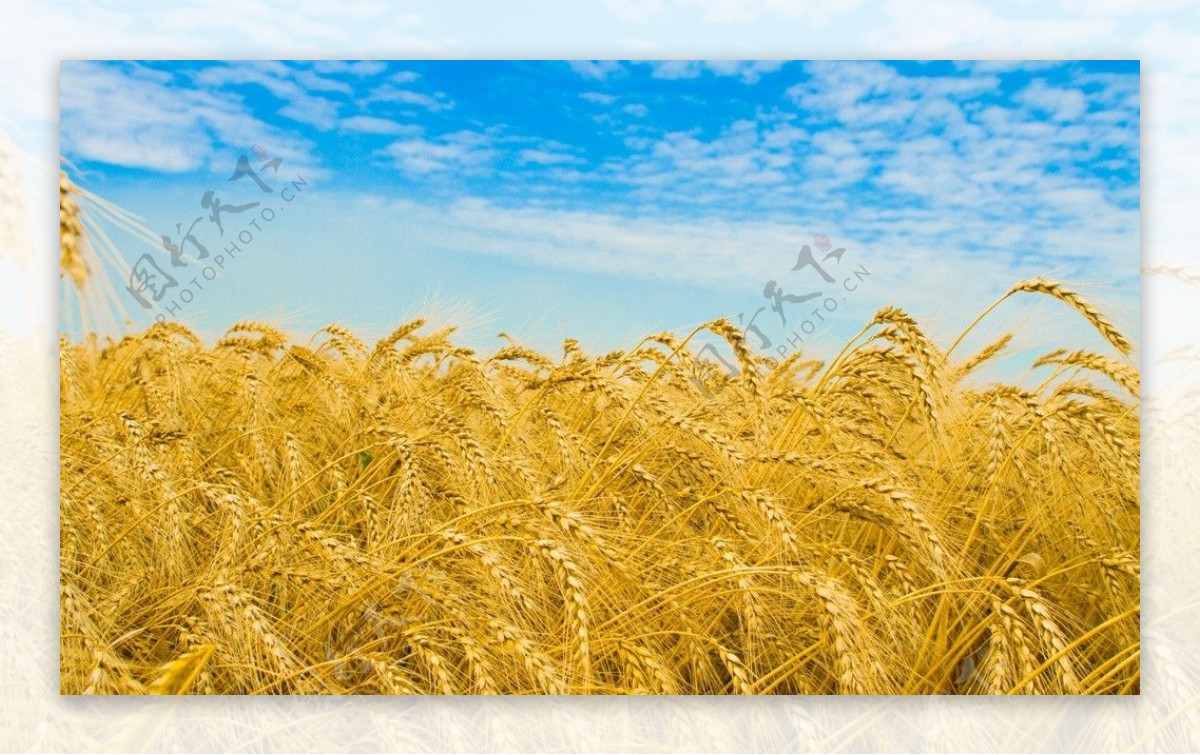 小麦丰收图片
