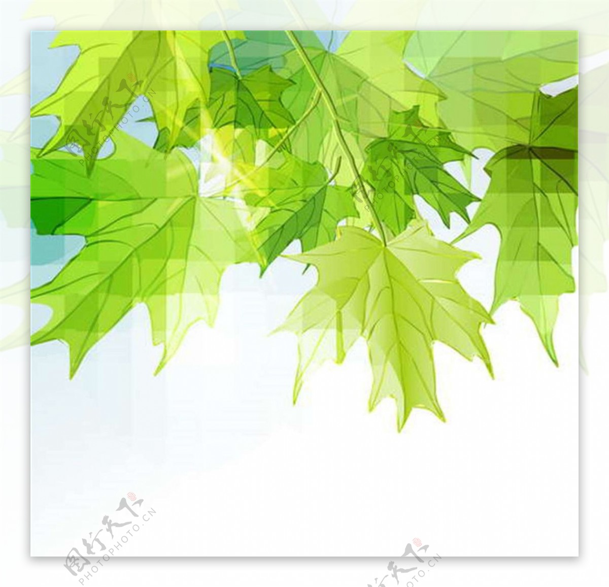 绿色环保树叶图片