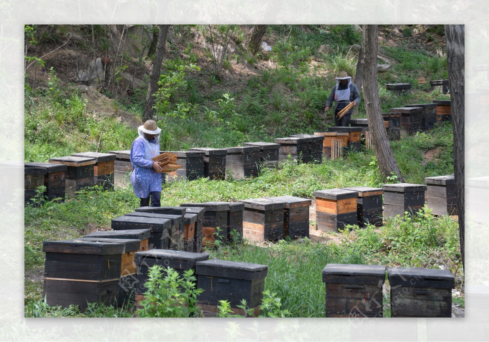 养蜂场图片