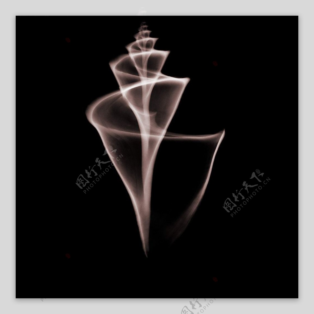 海螺X光照图片