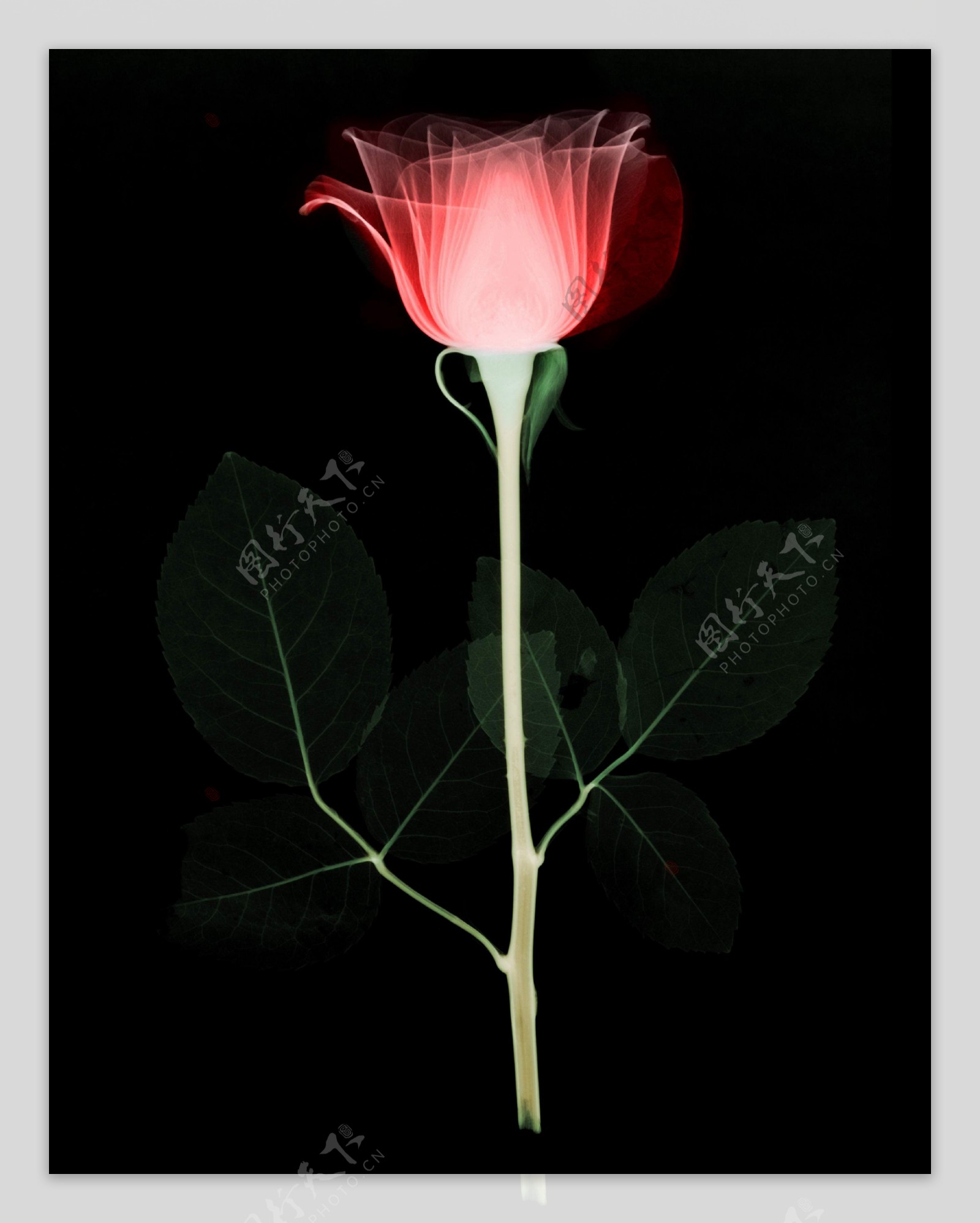 玫瑰花X光照片图片