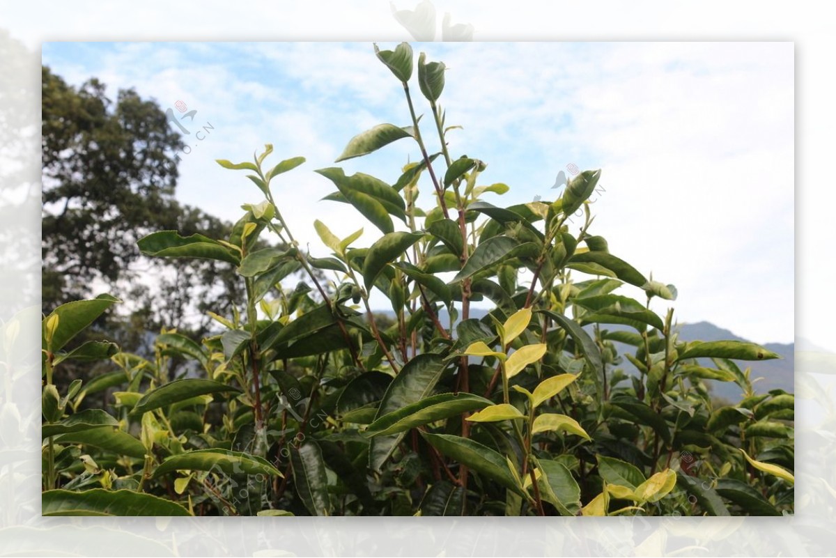 普洱普洱茶树图片