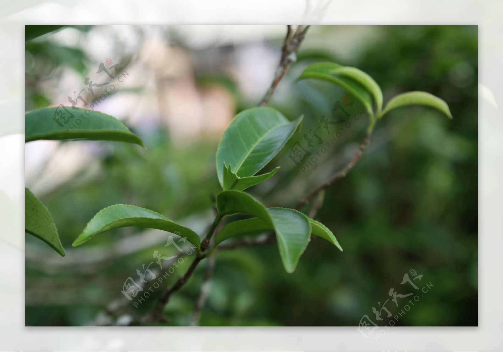 凤凰单枞茶茶树苦种图片