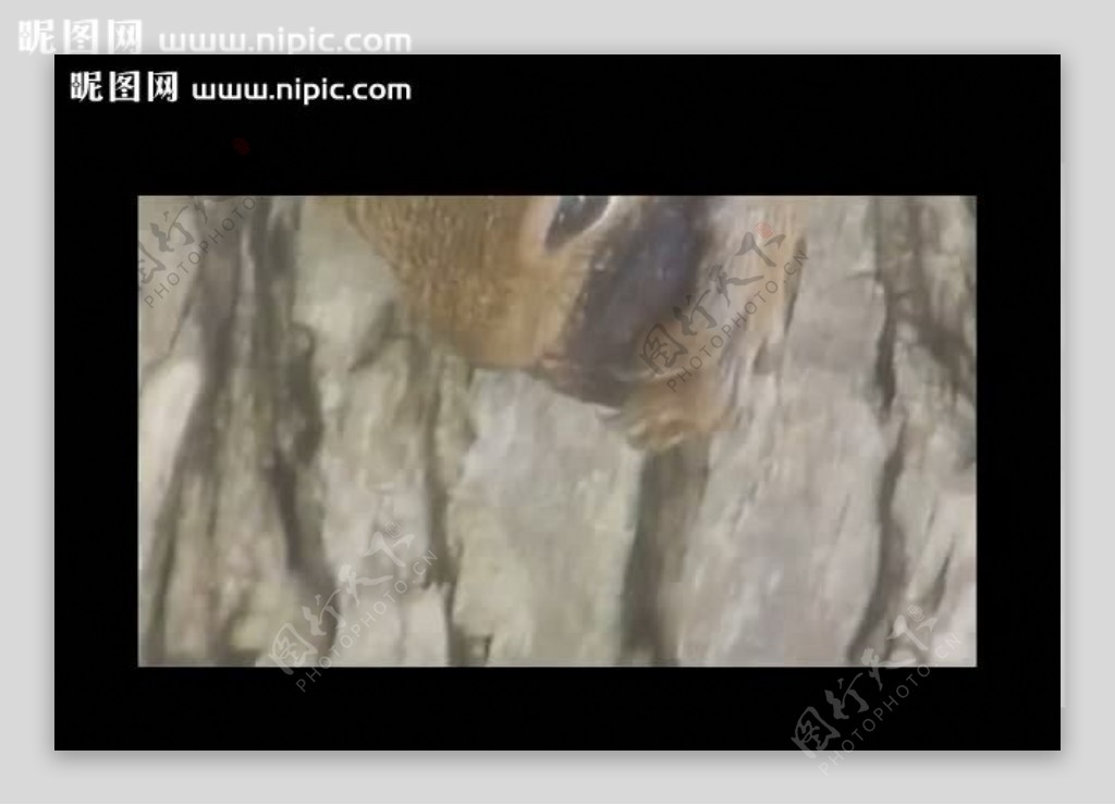 树干松鼠视频素材