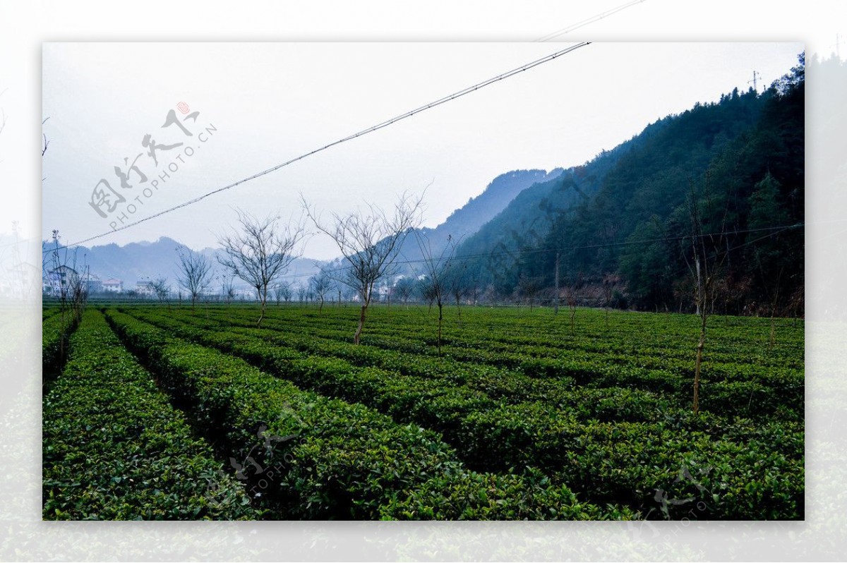 安化黑茶茶园图片