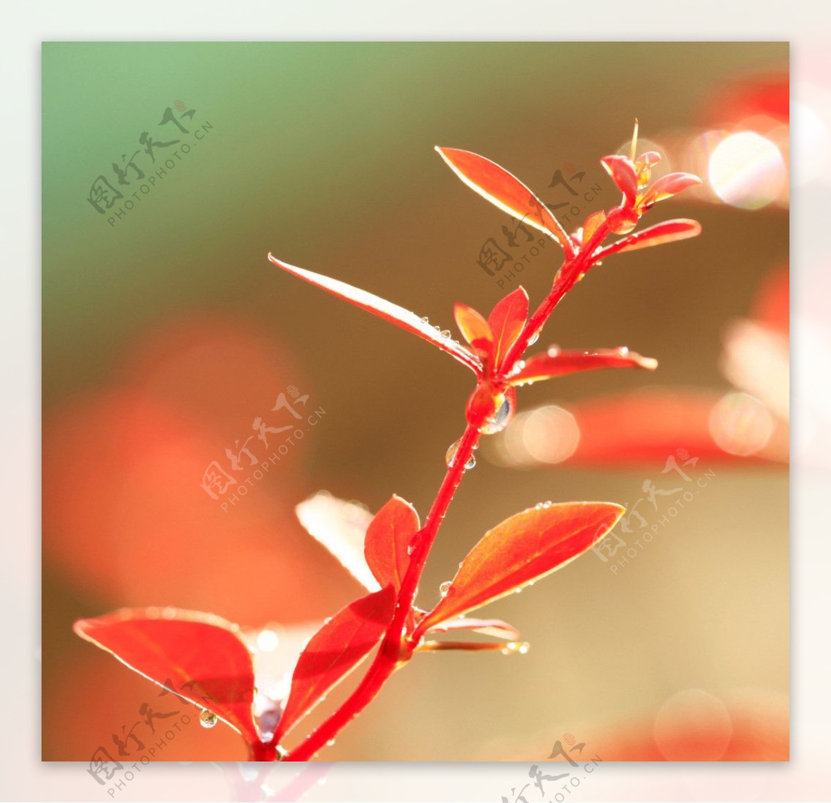 红树叶图片