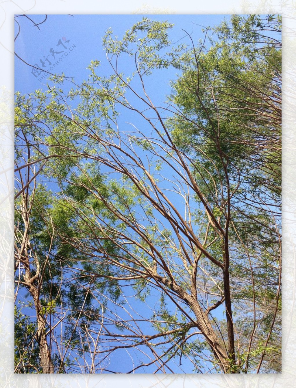 天空中的树枝图片