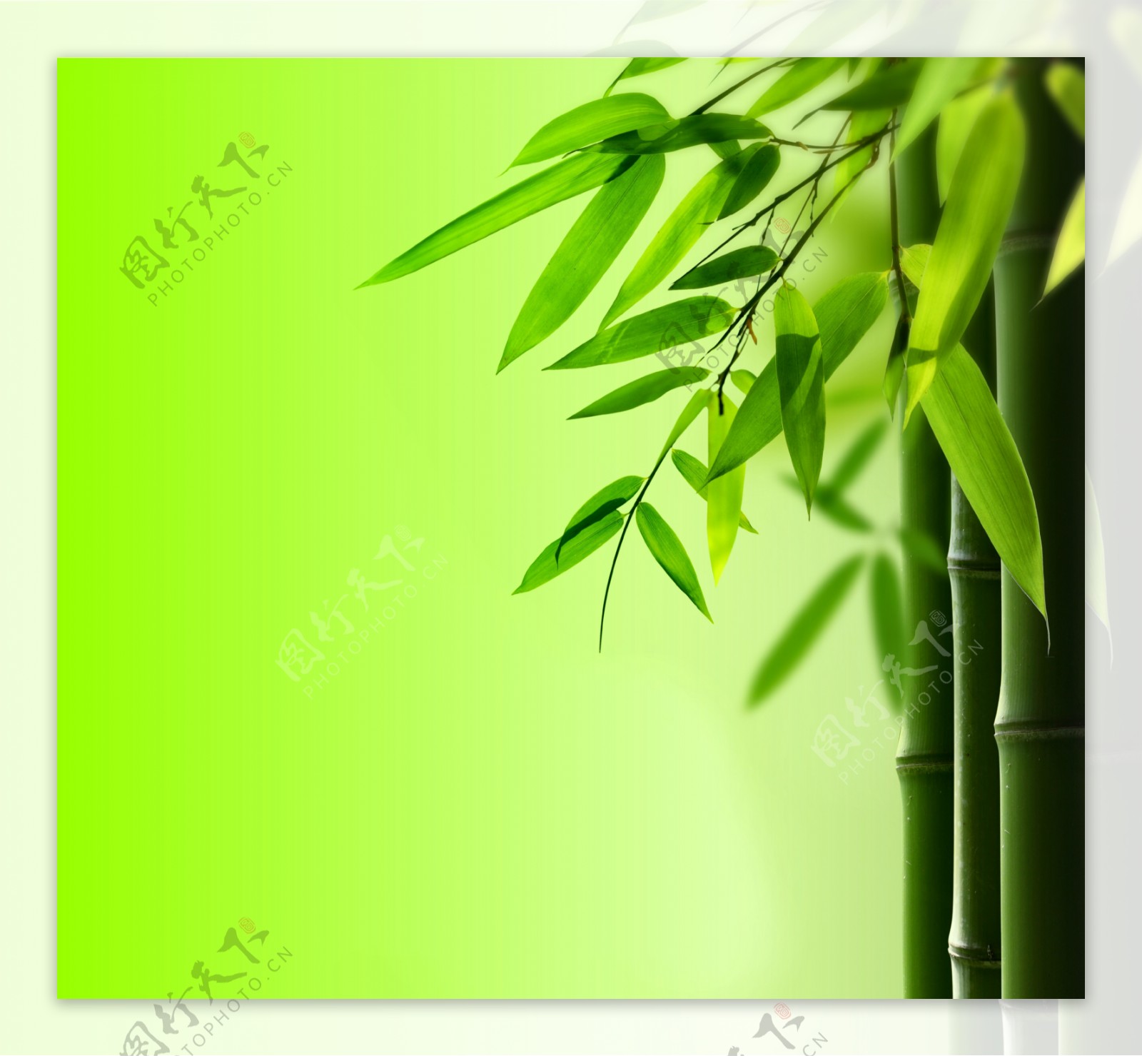 竹子绿竹图片