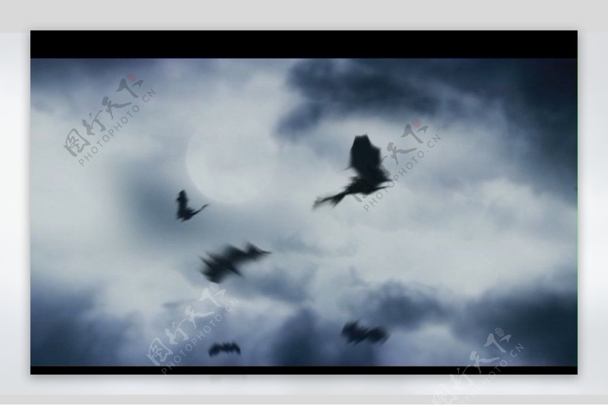 乌鸦背景视频素材