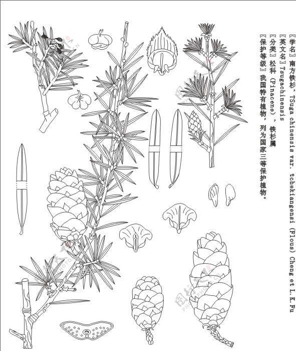 南方铁杉标本白描图片