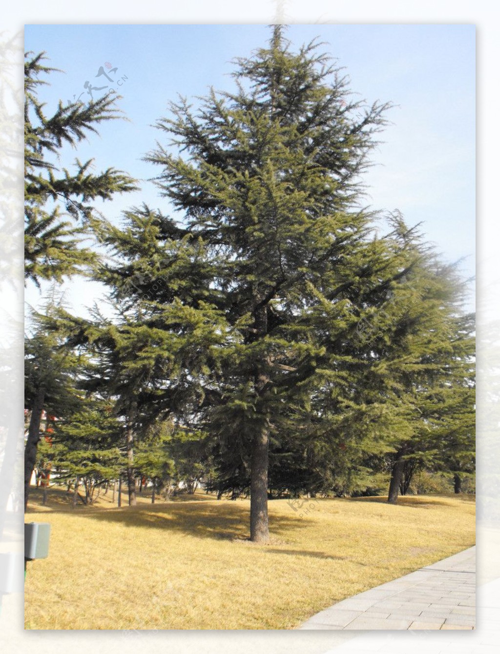 世界最著名十棵松树：八棵在中国，超过1400年历史，马云买不起！_迎客松