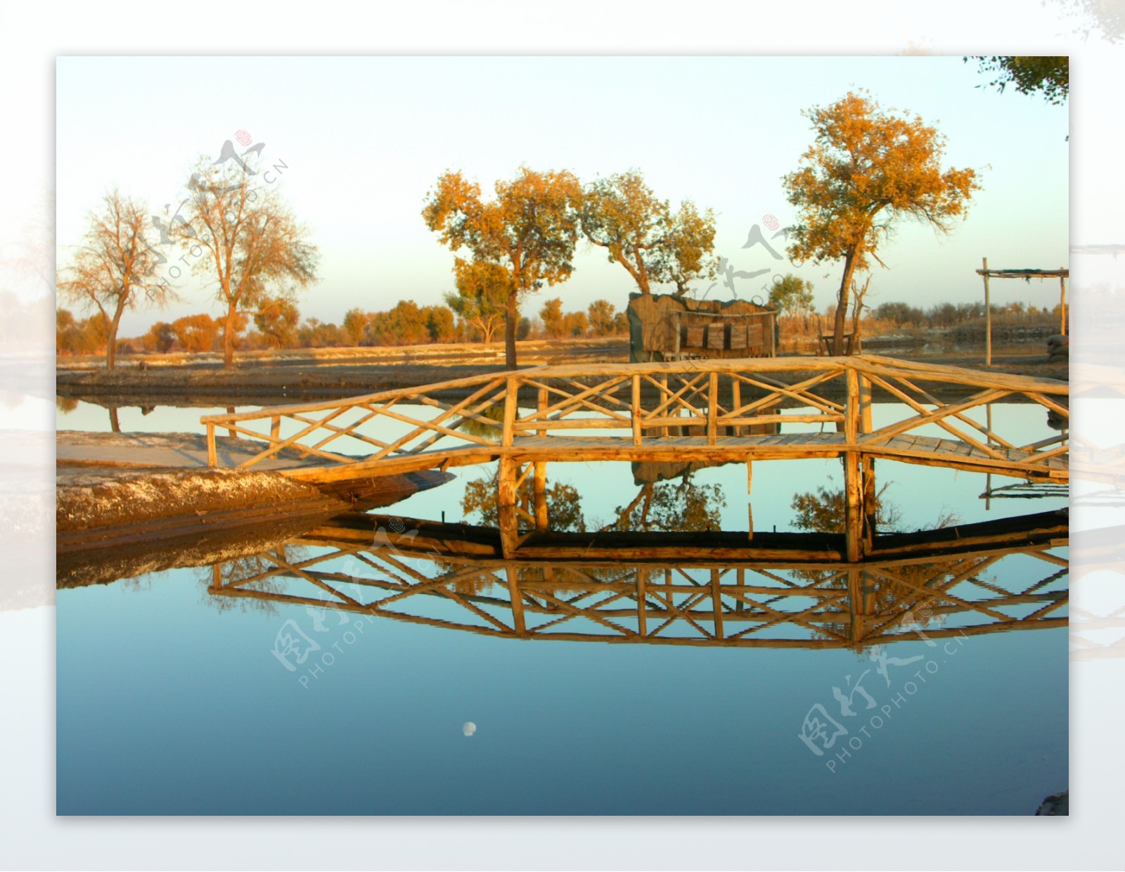 湖面小桥和胡杨图片