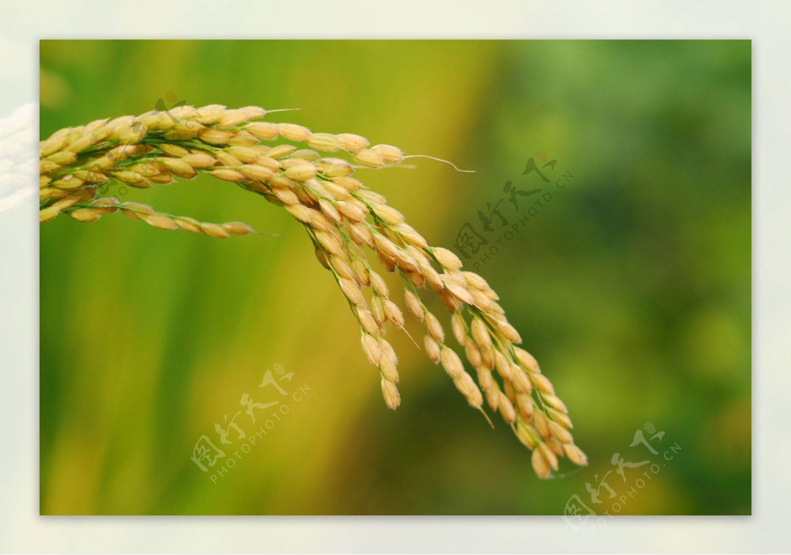 水稻单穗图片
