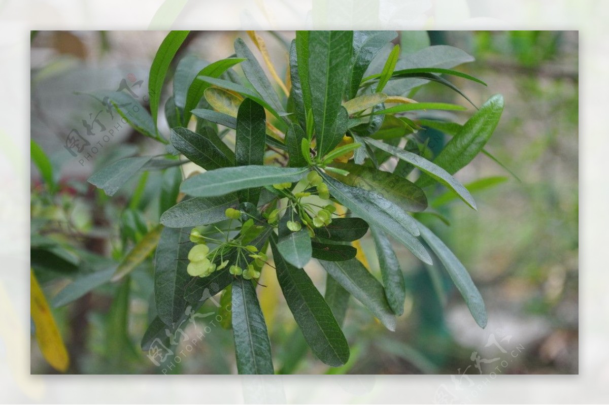 植物图片