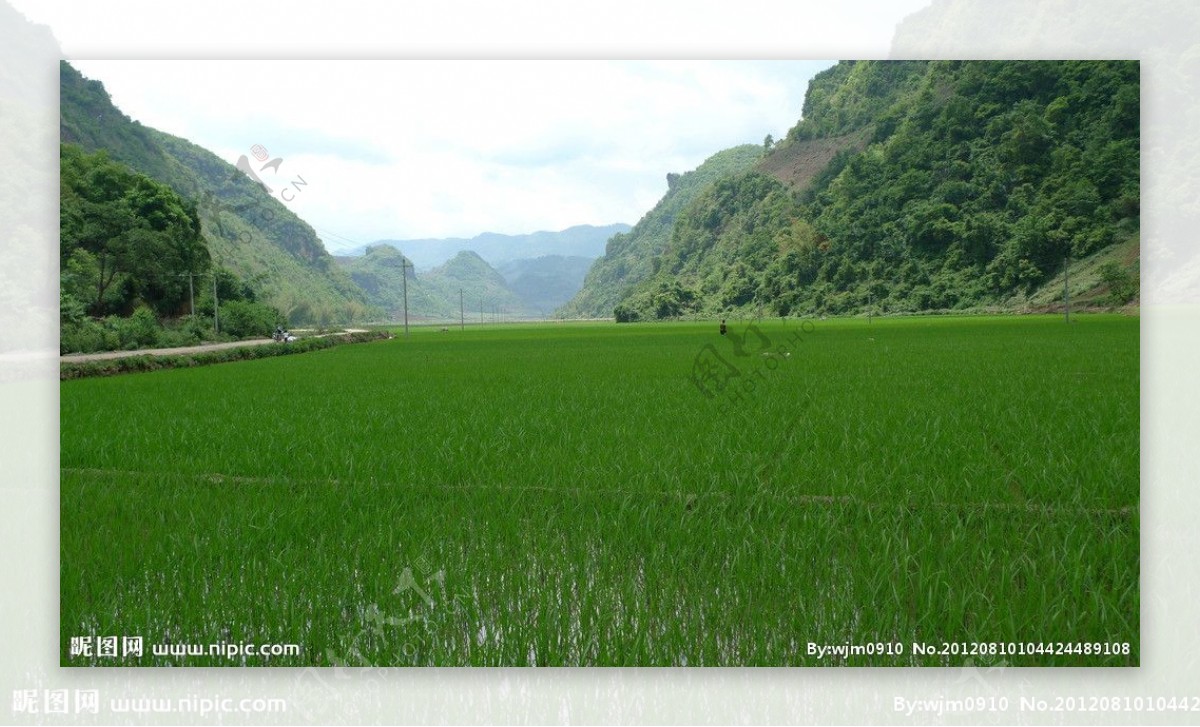 山凹里的水稻田图片