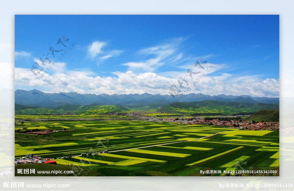 青海门源油菜花图片