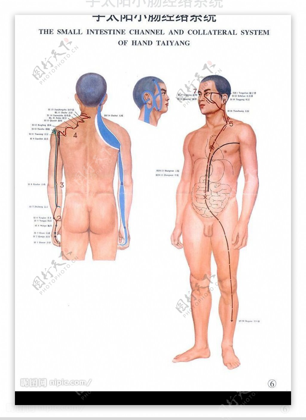手太阳小肠经图片
