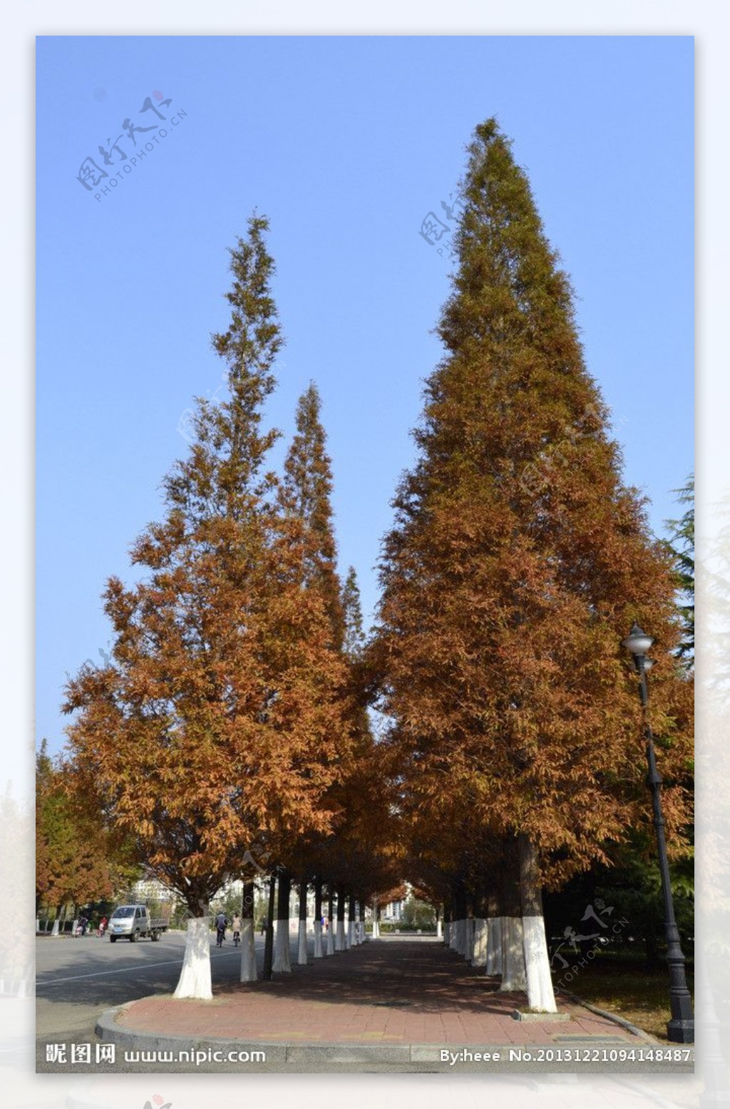 秋季松树图片