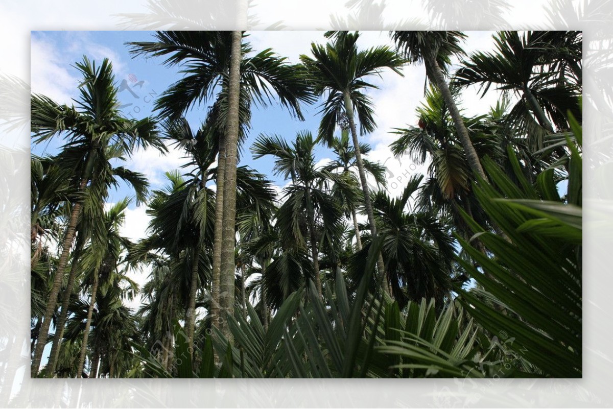 槟榔林图片