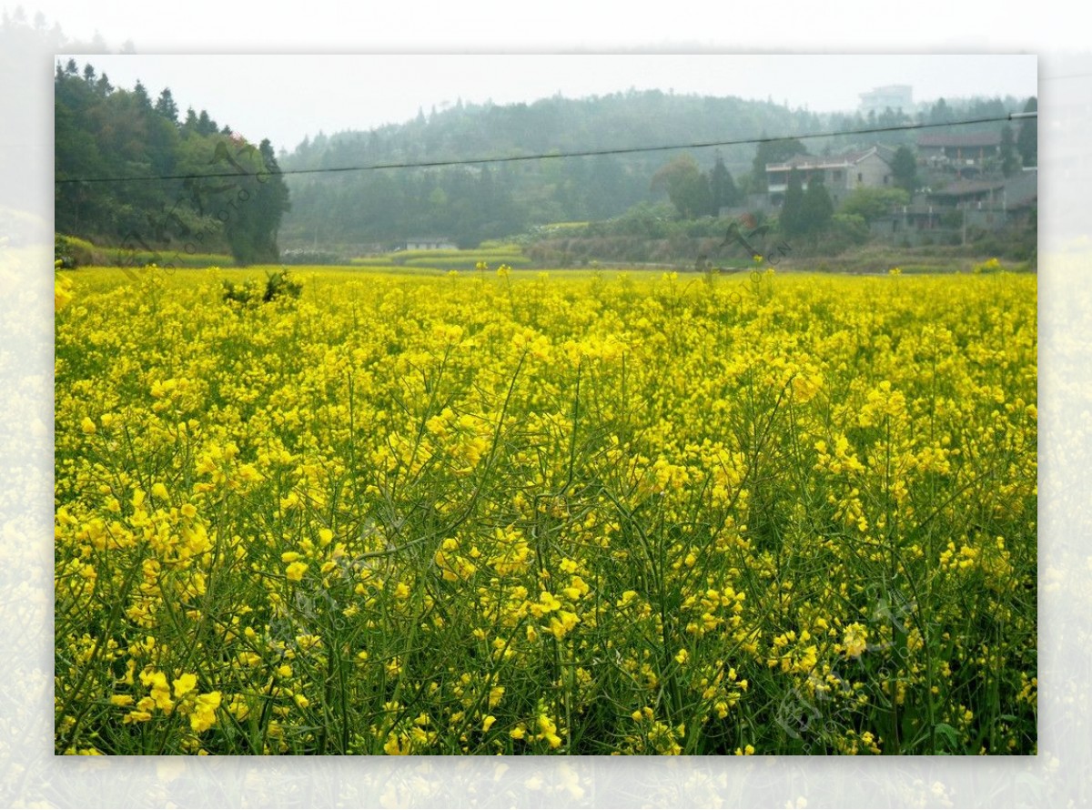 莆田南少林寺油菜花景图片