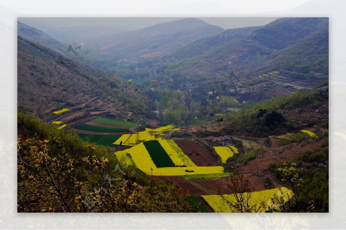 山野的菜花图片