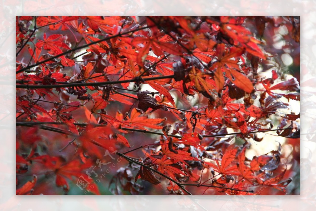 秋枫叶红枫图片