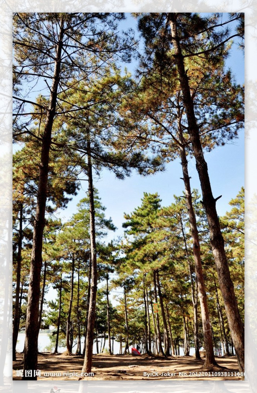 双阳湖树林图片
