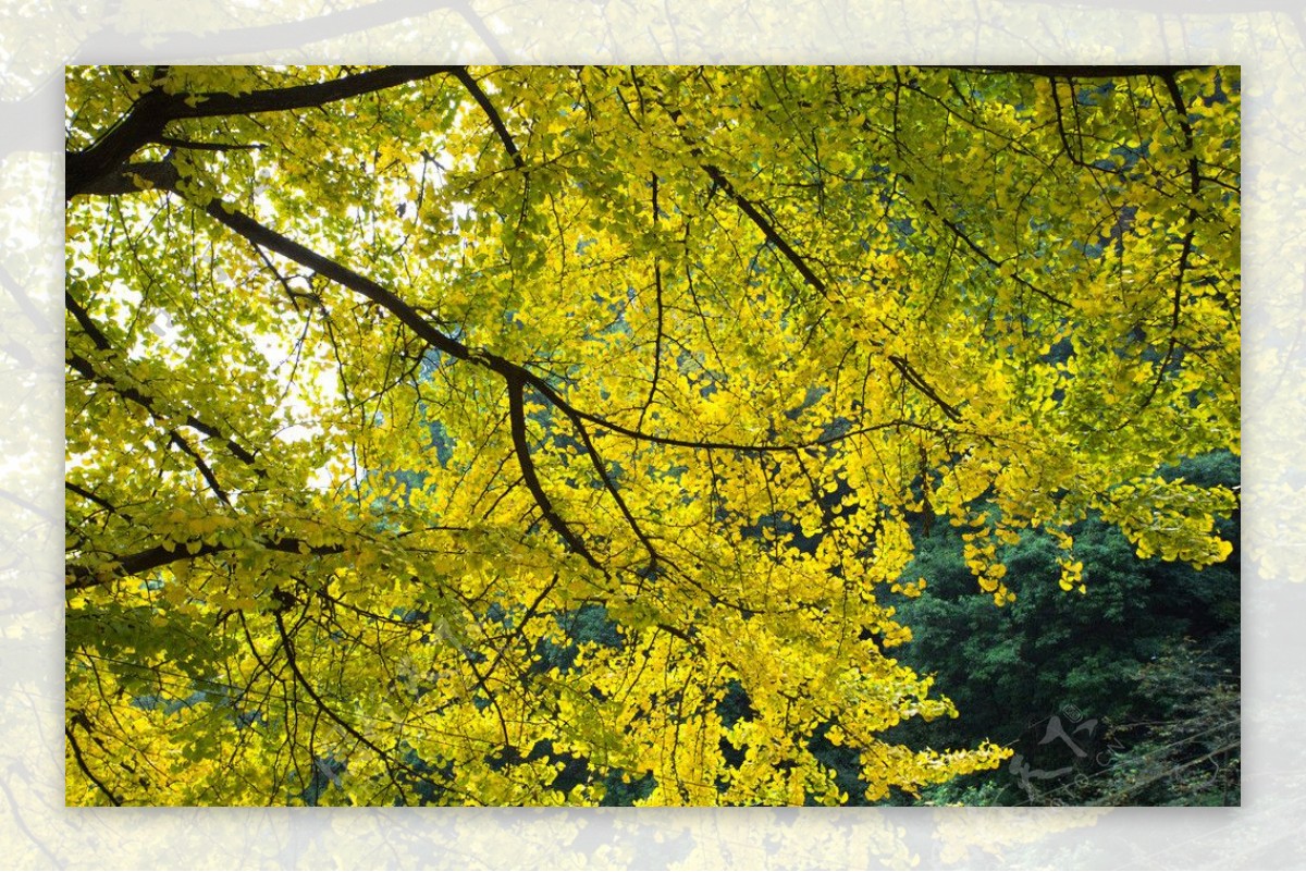 茂密的黄树叶图片